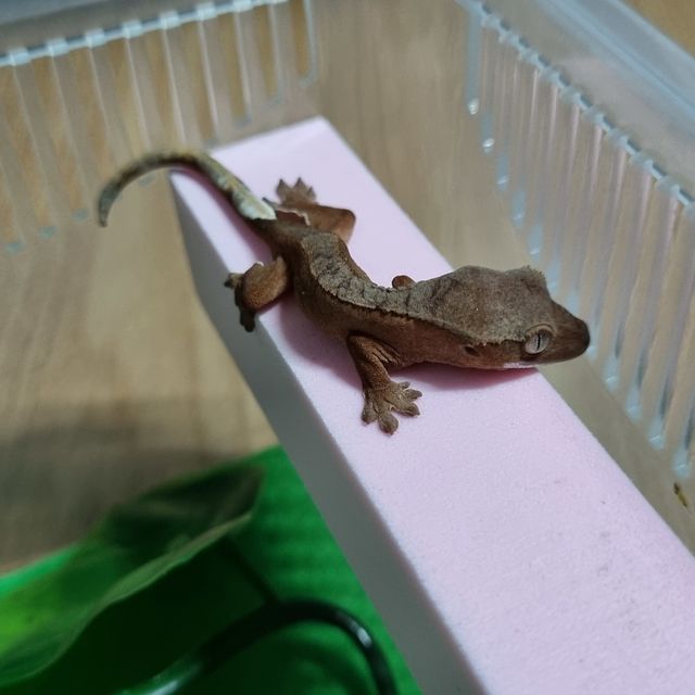 레드 바이