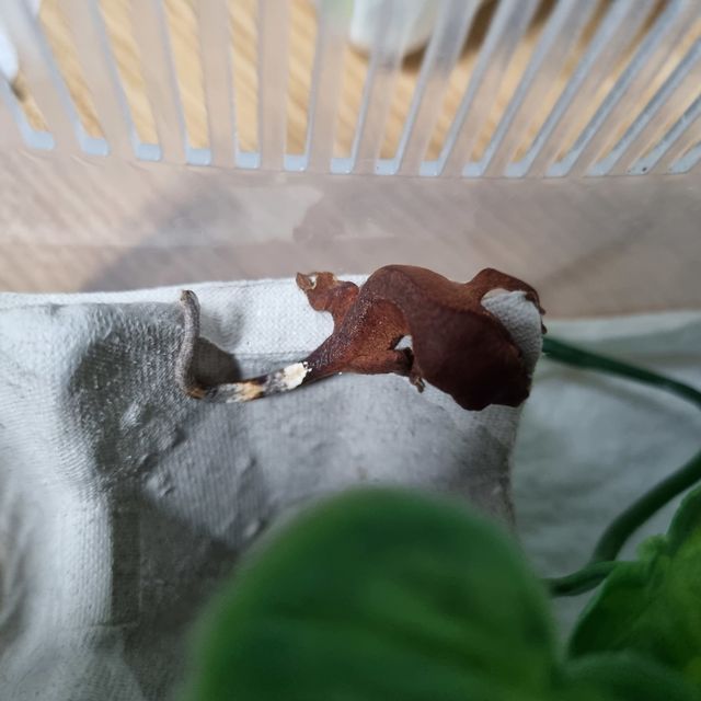 레드 바이