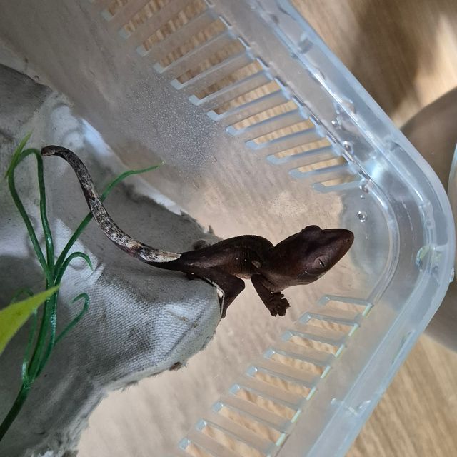 바이 레드