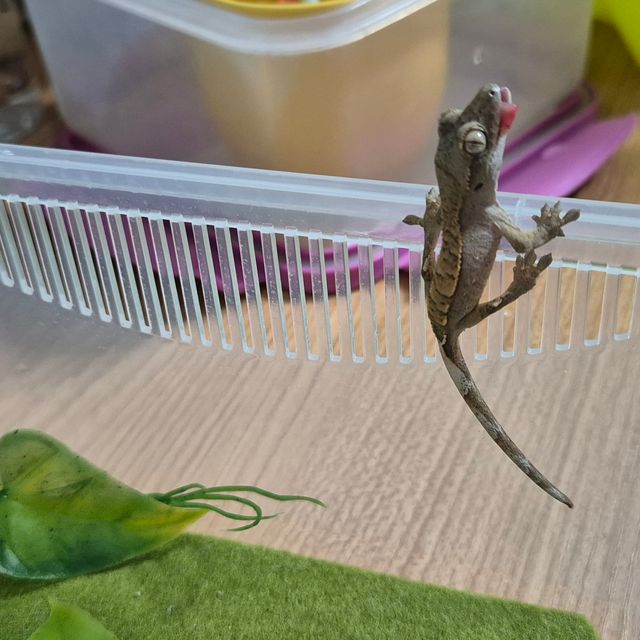 익스트림할리퀸