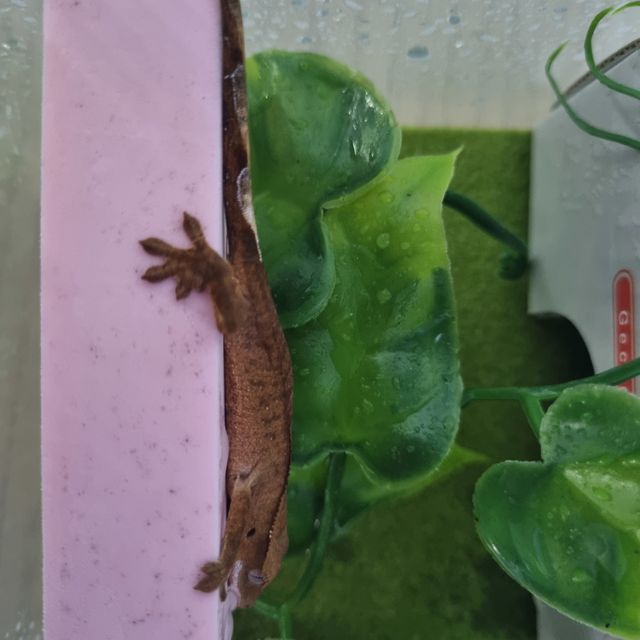 바이 레드