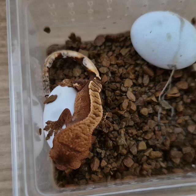 익스트림할리퀸