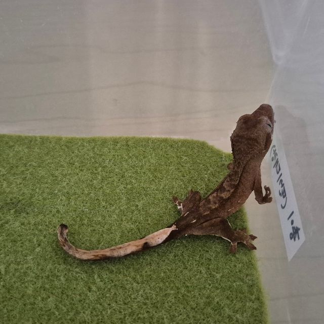 바이 레드