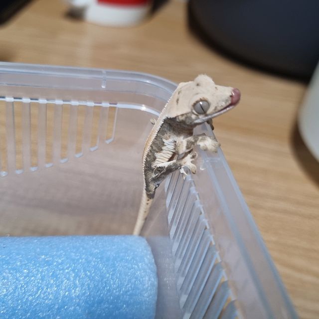 릴리화이트