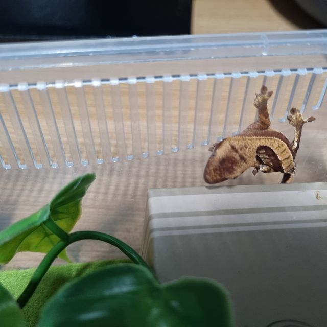 익스트림할리퀸