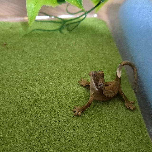 바이 레드