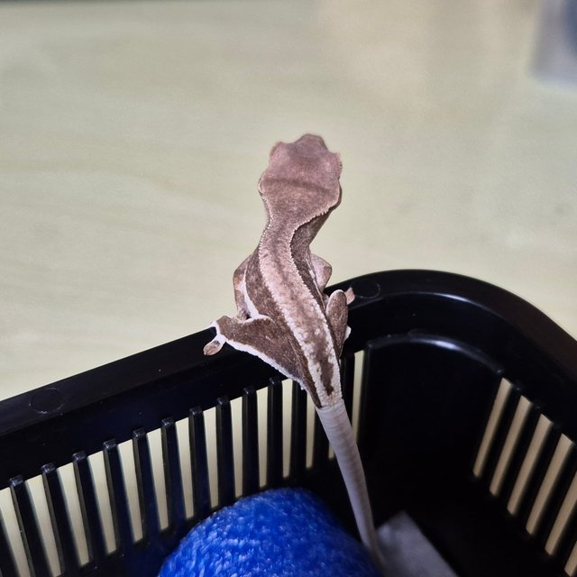 릴리화이트 팬텀