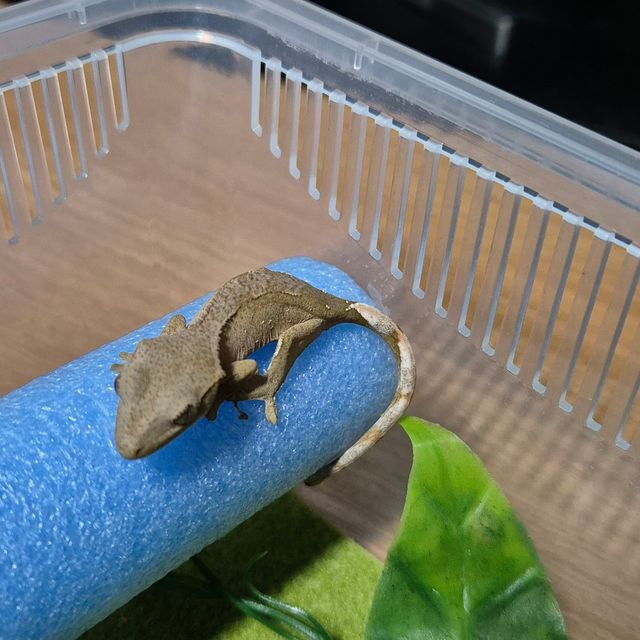 바이 레드