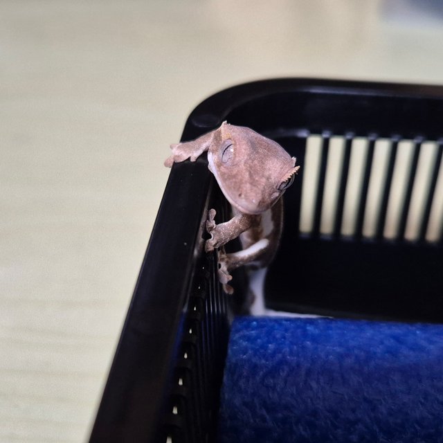 릴리화이트 팬텀