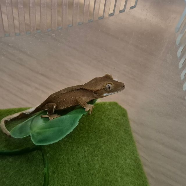 바이 레드