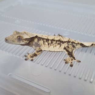 노멀 트라이 익스트림할리퀸