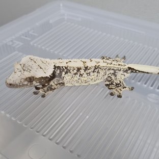 쿼드 화이트스팟