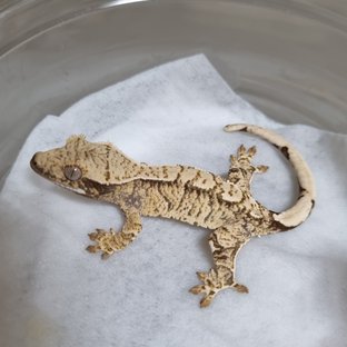 노멀 트라이 익스트림할리퀸