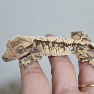 노멀 트라이 익스트림할리퀸