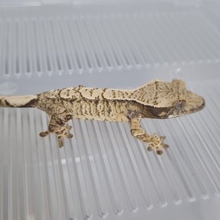 노멀 트라이 익스트림할리퀸