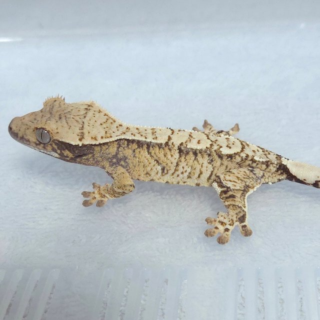 노멀 트라이 익스트림할리퀸