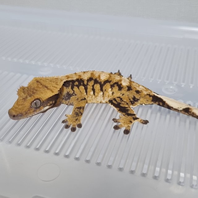 노멀 트라이 익스트림할리퀸 텐저린