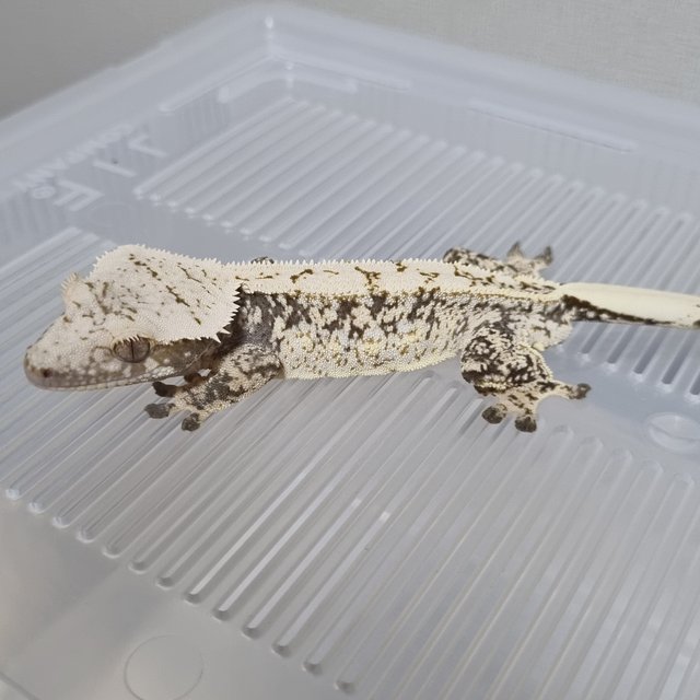 쿼드 화이트스팟