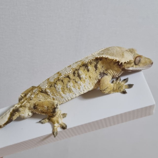 노멀 트라이 익스트림할리퀸