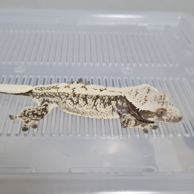 쿼드 화이트스팟