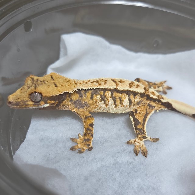 노멀 트라이 익스트림할리퀸