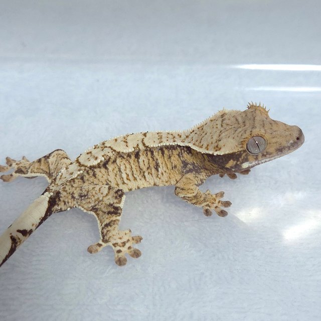 노멀 트라이 익스트림할리퀸