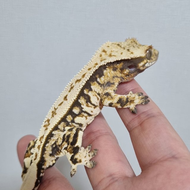 풀핀 쿼드 노멀