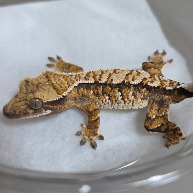 노멀 텐저린 트라이 익스트림할리퀸 화이트스팟