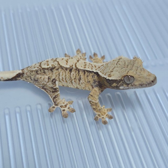 노멀 트라이 익스트림할리퀸