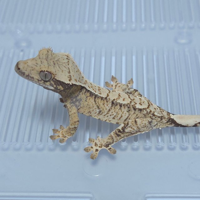 노멀 트라이 익스트림할리퀸