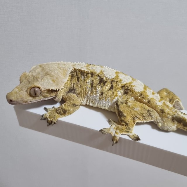 노멀 트라이 익스트림할리퀸