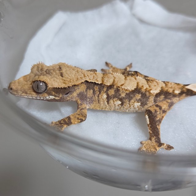 노멀 텐저린 트라이 익스트림할리퀸