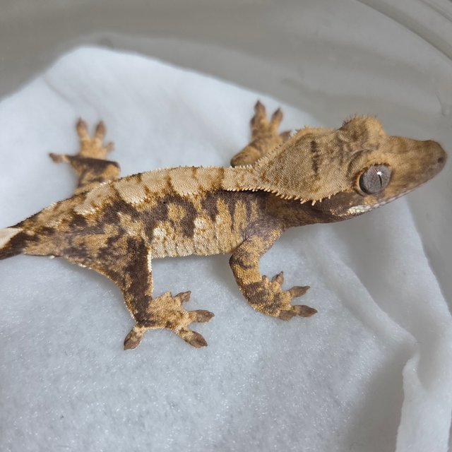 노멀 텐저린 트라이 익스트림할리퀸