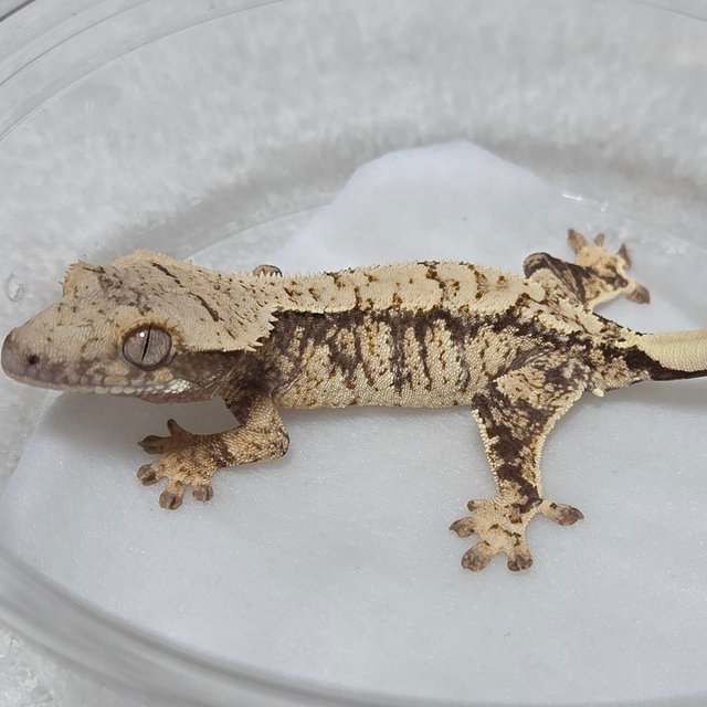 노멀 트라이 익스트림할리퀸