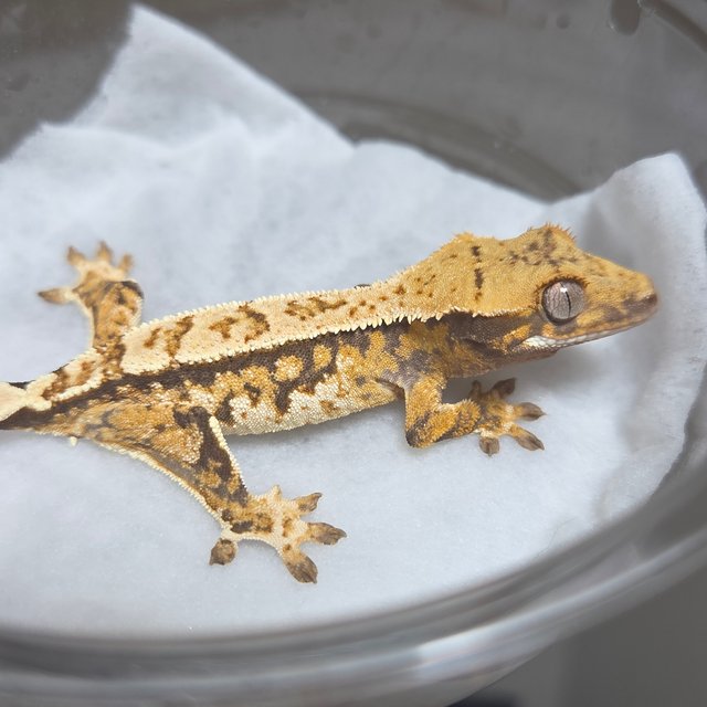 노멀 트라이 익스트림할리퀸