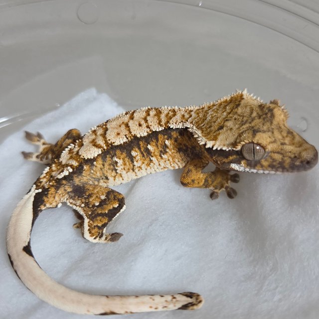 노멀 트라이 익스트림할리퀸 텐저린