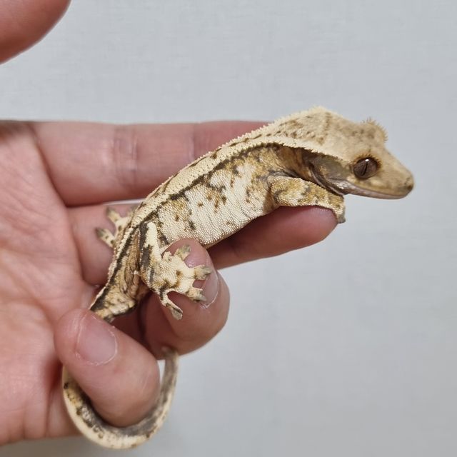 노멀 트라이 익스트림할리퀸