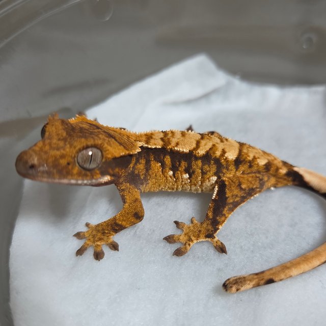 노멀 텐저린 트라이 익스트림할리퀸