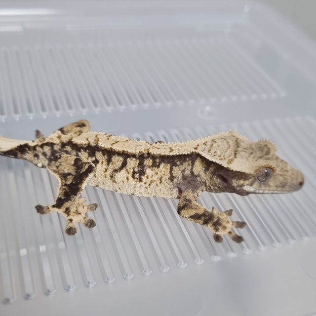 노멀 트라이 익스트림할리퀸