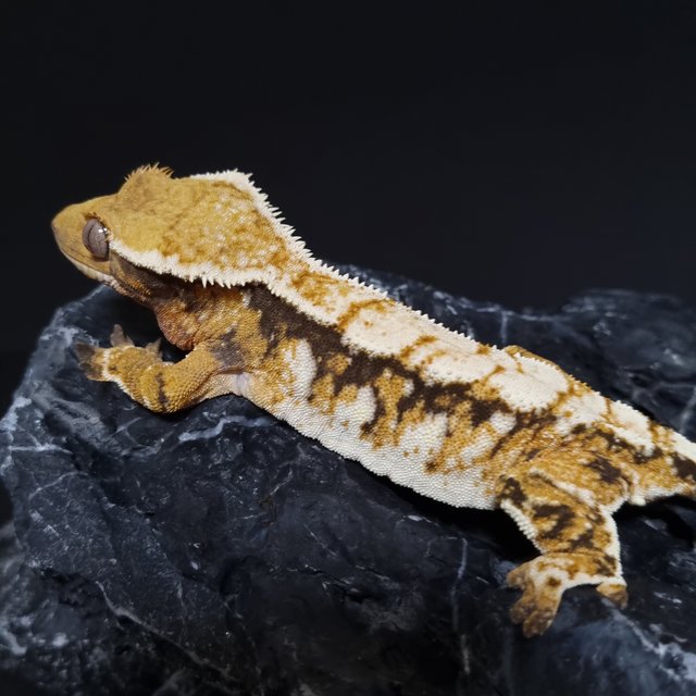 노멀 트라이 익스트림할리퀸