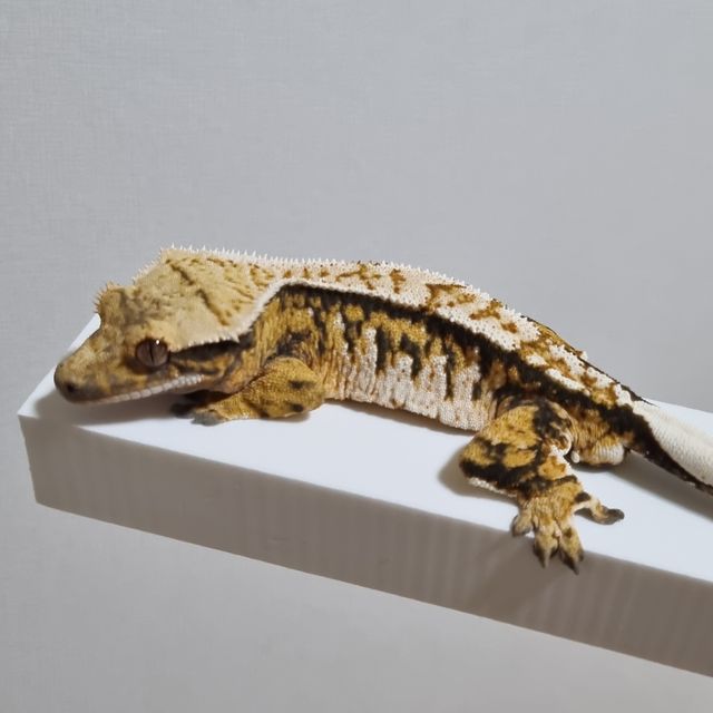 노멀 트라이 텐저린 익스트림할리퀸