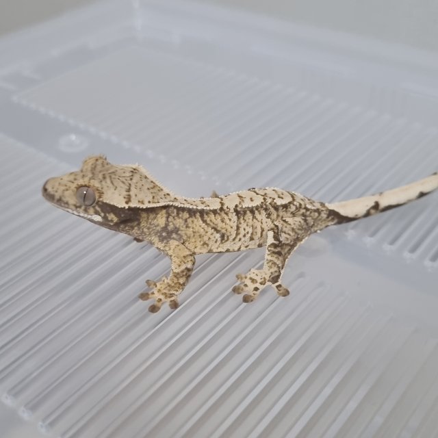 노멀 트라이 익스트림할리퀸