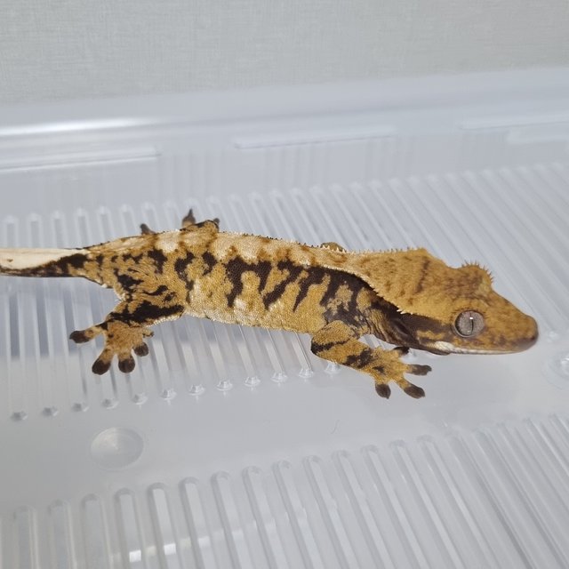 노멀 트라이 익스트림할리퀸 텐저린