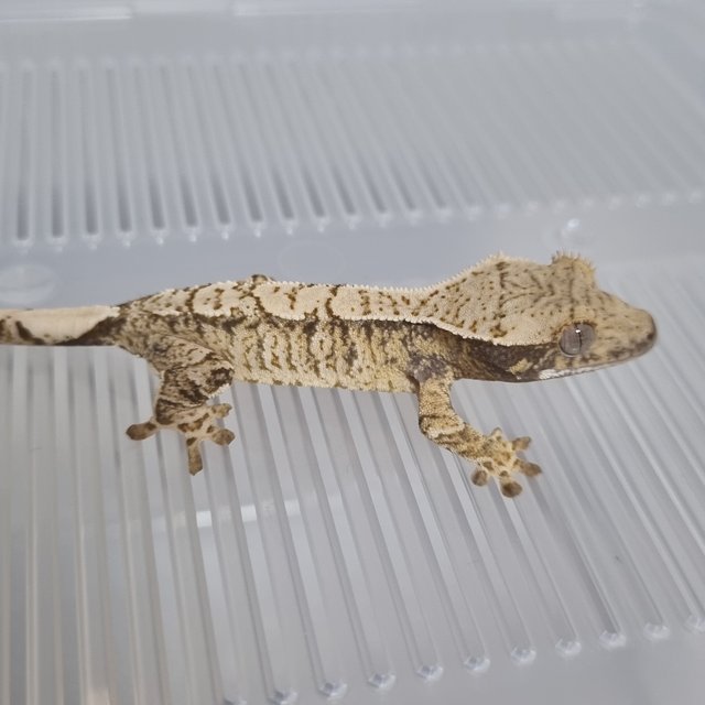 노멀 트라이 익스트림할리퀸