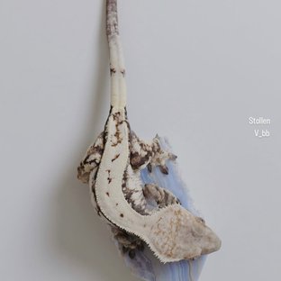 슈톨렌