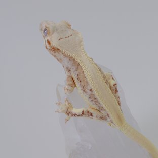 크림 옐로우 릴리화이트