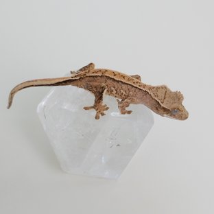 노멀 핀스트라이프