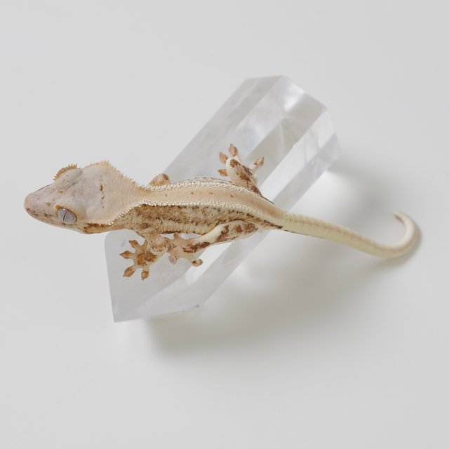 릴리화이트 크림 옐로우