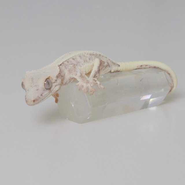 크림 옐로우 릴리화이트