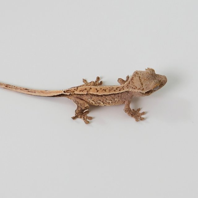 노멀 핀스트라이프